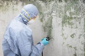 Why You Should Choose Our Mold Remediation Services in Larkspur, CA